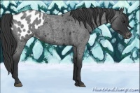 Horse Color:Blue Roan Appaloosa