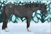 Horse Color:Blue Roan Appaloosa