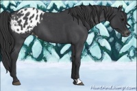 Horse Color:Blue Roan Appaloosa