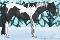 Horse Color:Black Tobiano Varnish 