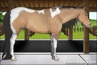 Horse Color:Sable Champagne Tobiano
