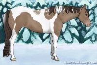 Horse Color:Classic Champagne Tobiano