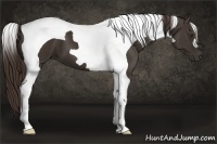 Horse Color:Liver Chestnut Tobiano 