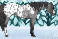 Horse Color:Blue Roan Appaloosa 