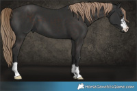 Horse Color:Liver Chestnut 