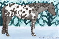 Horse Color:White Spotted Liver Chestnut Appaloosa