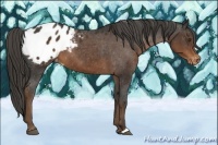 Horse Color:Liver Chestnut Appaloosa 
