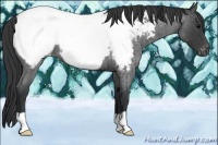 Horse Color:Blue Roan Near Fewspot 