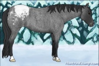 Horse Color:Blue Roan Snowcap 