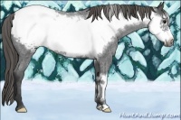 Horse Color:Smoky Blue Roan Frame Snowcap 