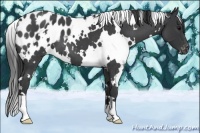 Horse Color:White Spotted Blue Roan Appaloosa 