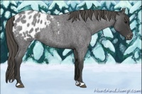 Horse Color:Smoky Blue Roan Appaloosa 