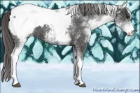 Horse Color:White Spotted Smoky Blue Roan Snowcap 