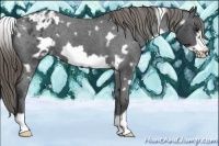 Horse Color:White Spotted Smoky Blue Roan Frame Appaloosa 
