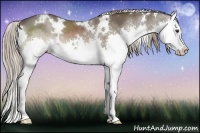Horse Color:White Spotted Liver Chestnut Splash 