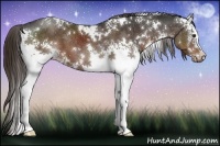 Horse Color:White Spotted Liver Chestnut 