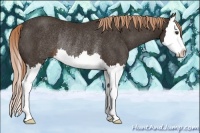 Horse Color:Liver Chestnut Splash Rabicano 