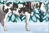 Horse Color:White Spotted Liver Chestnut Splash 