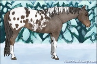 Horse Color:Liver Chestnut Tobiano Appaloosa 