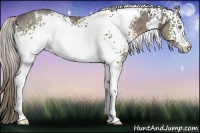 Horse Color:White Spotted Chocolate Palomino Ice