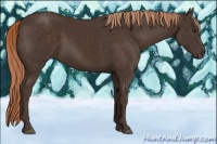 Horse Color:Liver Chestnut 