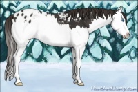 Horse Color:Liver Chestnut Splash Appaloosa