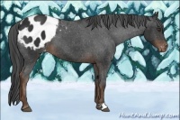 Horse Color:Liver Chestnut Appaloosa