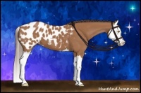 Horse Color:Buckskin Sabino Splash Near Leopard 
