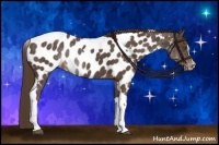 Horse Color:Liver Chestnut Sabino Tobiano Appaloosa Rabicano 