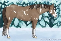 Horse Color:White Spotted Classic Champagne Splash
