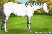 Horse Color:Brown Roan Near Fewspot 