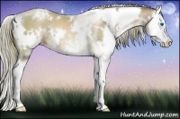 Horse Color:White Spotted Liver Chestnut Pearl Sabino Splash