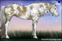 Horse Color:White Spotted Liver Red Dun Sabino 
