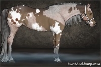 Horse Color:White Spotted Liver Chestnut Rabicano  and Liver Chestnut Sabino Frame Appaloosa 