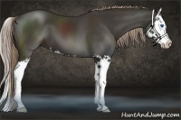 Horse Color:Liver Chestnut Sabino Splash 