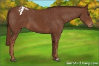 Horse Color:Chestnut Appaloosa 