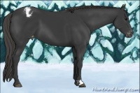 Horse Color:Smoky Black Appaloosa
