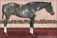 Horse Color:White Spotted Liver Chestnut 
