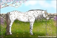 Horse Color:Buckskin Appaloosa