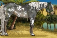 Horse Color:White Spotted Liver Chestnut Rabicano 
