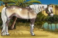 Horse Color:White Spotted Liver Red Onyx Rabicano