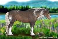 Horse Color:White Spotted Liver Chestnut