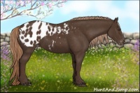 Horse Color:Liver Chestnut Appaloosa 