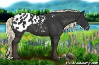 Horse Color:Liver Chestnut Appaloosa