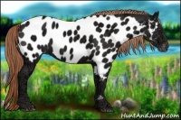 Horse Color:Liver Chestnut Ice Near Leopard 