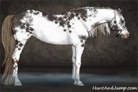 Horse Color:White Spotted Liver Chestnut Frame