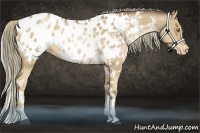 Horse Color:White Spotted Liver Chestnut Pearl Appaloosa