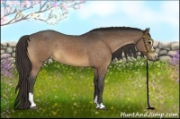 Horse Color:Buckskin Sabino Appaloosa