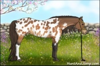Horse Color:Buckskin Appaloosa