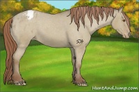 Horse Color:Classic Champagne Dun Appaloosa 